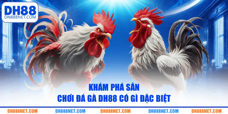 kham-pha-san-choi-da-ga-dh88-co-gi-dac-biet