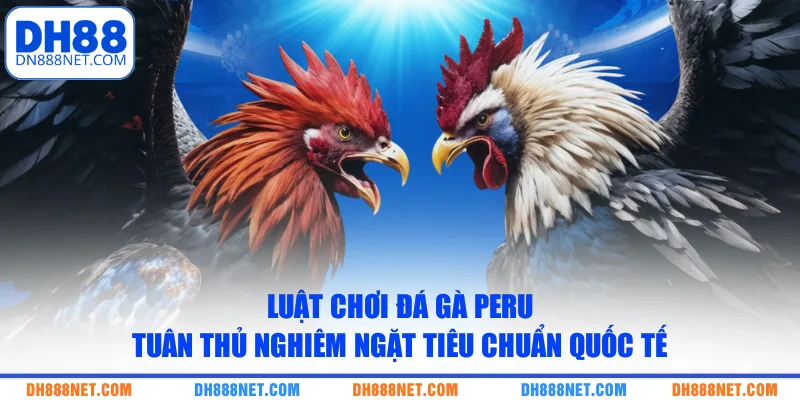 Luật chơi đá gà Peru tuân thủ nghiêm ngặt tiêu chuẩn quốc tế