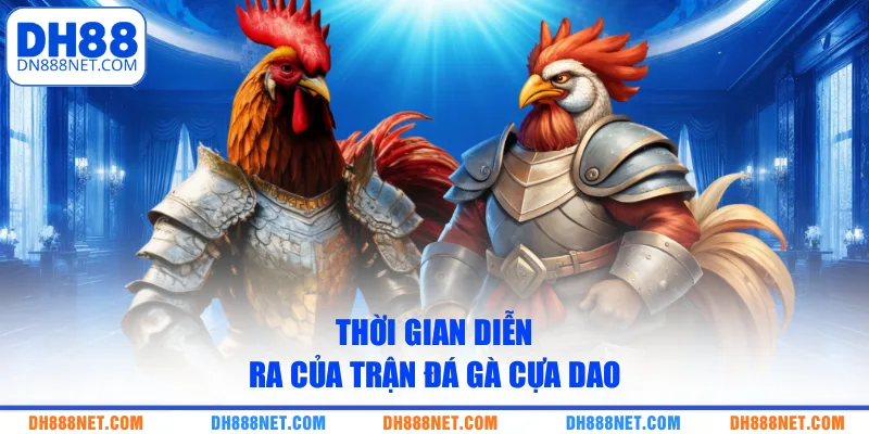 Thời gian diễn ra của trận đá gà cựa dao